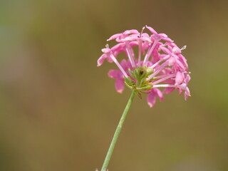 Wildflower (Asperula hirsuta)
