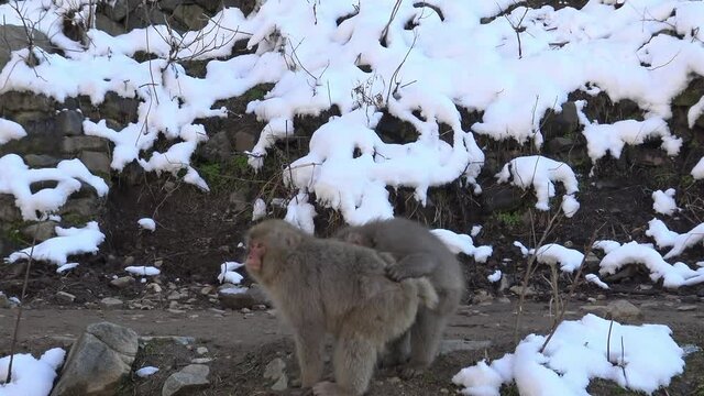 Japanese couple love monkey having sex in snow mountain. Macaca fuscata reproduction during winter season. Wild Snow monkeys copulation. Famous landmark to see wildlife in Japan.-Dan