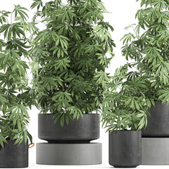 Cannabis in a black pot on a white background