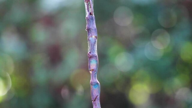 Chain Linked Rope String Rusty