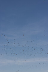 Obraz premium blue sky texture during the day with clouds and birds flying