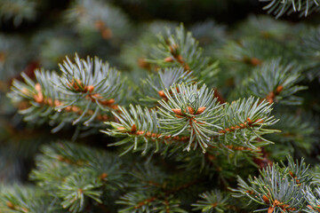 Naklejka na ściany i meble Mountain spruce branch. Picea abies in autumn.