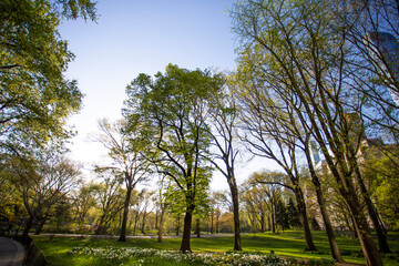 Trees in the autumn in Central Park, New York 