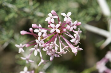 Southern Squinancywort (Asperula aristata)