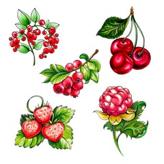 Collection of red berries
