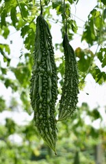 Bitter melons hanging from vines at a farm