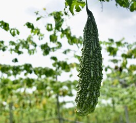 Close up of a bitter melon growing in a Malaysian farm