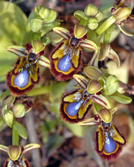 Orchidea, Oprhys speculum