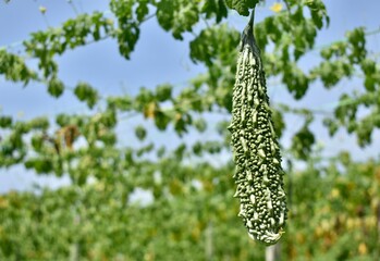 Bright green bitter melon hanging in a vineyard