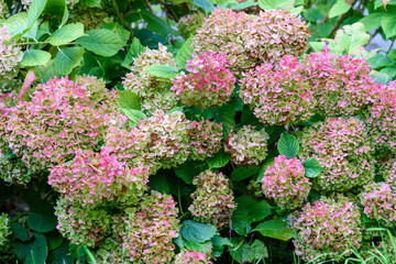 Flower bush in the garden. Hydrangea plant.