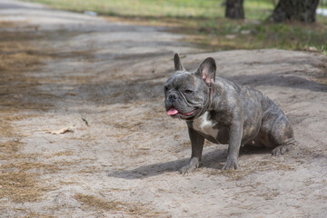 In the spring, a French Bulldog dog sits in the forest.