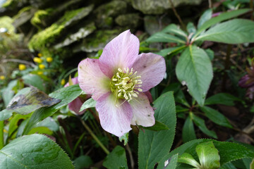 Obraz premium Christrose