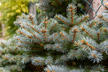 Naklejka na ściany i meble Mountain spruce branch. Picea abies in autumn.