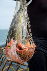 Fisherman holding a net with colorful fish in the middle of the sea