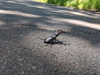 beetle on the road