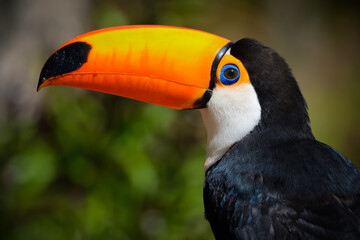 Toco toucan portrait