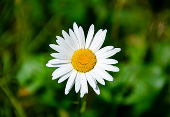 Obraz premium Decorative chamomile onto the green background of the grass