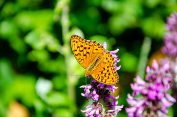 High brown fritillary butterfly on a purple flower