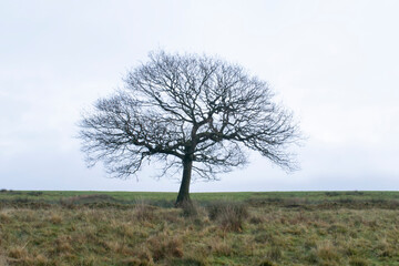 Fototapeta na wymiar bare lonely tree, lonely tree in the field, bare lonely olive tree in the field