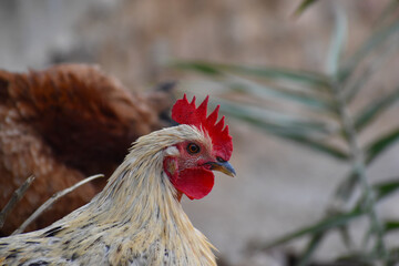 A close-up of a rooster's head and neck
