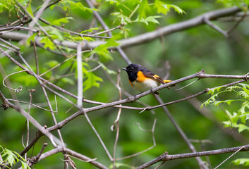 Male American Redstar in a tree