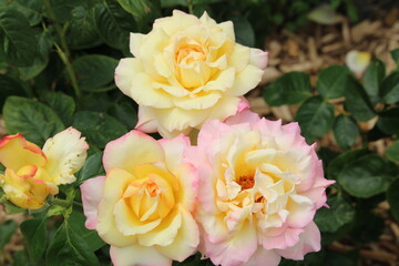 group of large pink roses blossoming in a small backyard garden