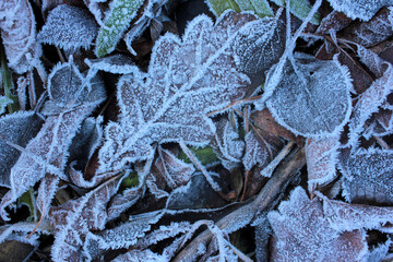Frosty leaves on the ground. Natural background with autumn leaves during first winter freeze. 