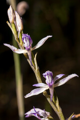 Orchidea, Limodorum abortivum