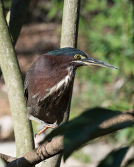 Green Heron  Stock photo. Green Heron perched on a branch displaying green blue feathers plumage, body, beak, head, with a blur background in its environment and habitat. Image. Picture. Portrait.