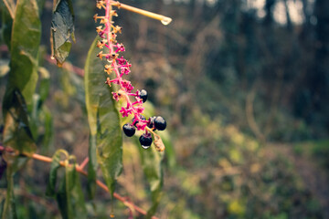 purple berries in the wood