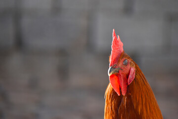 A close-up of a rooster's head and neck
