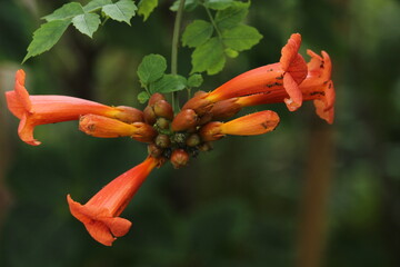 Insects sitting on red trumpet vine flowers blossoming in a garden