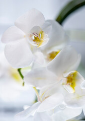 Naklejka na ściany i meble white orchid flowers close up, upright position
