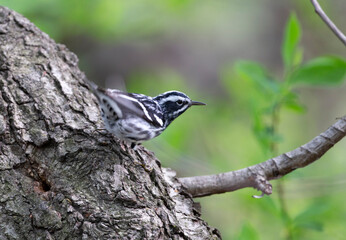 Black-and-white warbler in a tree trunk