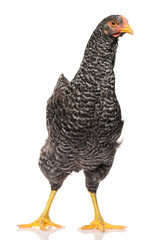 one black chicken isolated on white background, studio shoot
