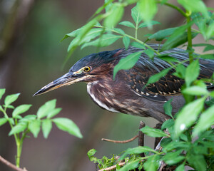 Green Heron stock photos. Image. Picture. Portrait. Head shot close-up profile view. Blur background. Looking to the left side.