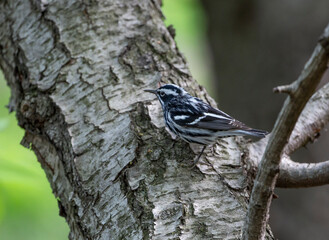 Black-and-white warbler in a tree trunk