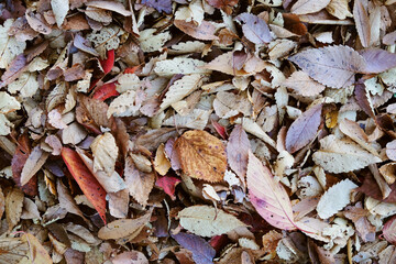 Closeup of fallen leaves in autumn