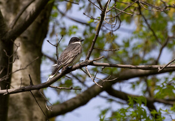 Eastern Kingbird perched in a tree