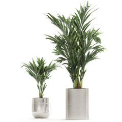 palm tree in a chrome flowerpot isolated on white background