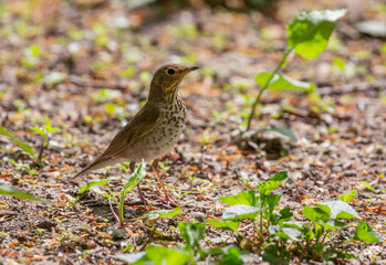Veery perched in the ground