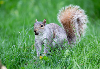 Squirrel in a park 