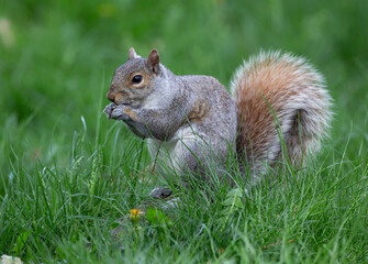 Naklejka na ściany i meble Squirrel eating in the park