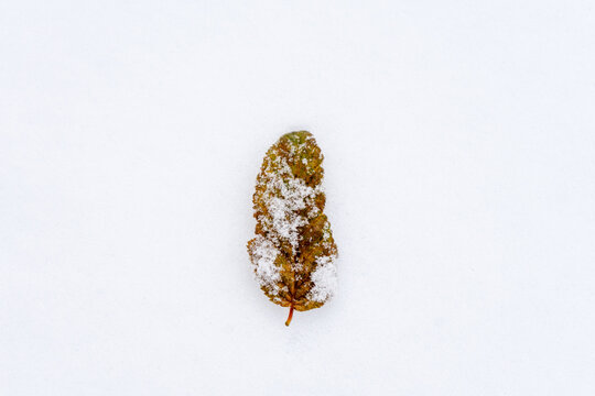 Ein brauen Bltt liegt im frischen wei&szlig;en Schnee. Draufsicht, Winter, K&auml;lte.