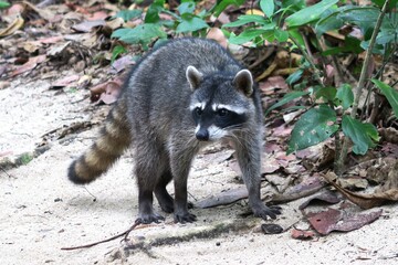 raccoon in the forest