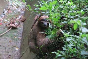 sloth in the grass