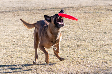 Malinois making a last minute catch of a disc