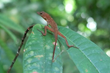 brown lizard on a tree