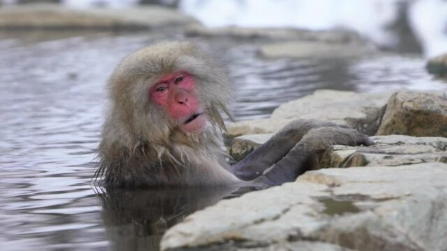 Slow motion of Snow monkey Japanese macaque of red face portrait in the cold water with fog and snow. Macaca fuscata bath in a natural onsen hot springs of Nagano. Animal in nature habitat, Japan-Dan