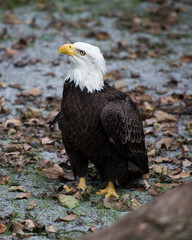 Bald Eagle Stock Photos. Bald Eagle adult standing on ground and looking to the left side in his environement and habitat. Bald Eagle stock photos.  Image. Picture. Portrait.